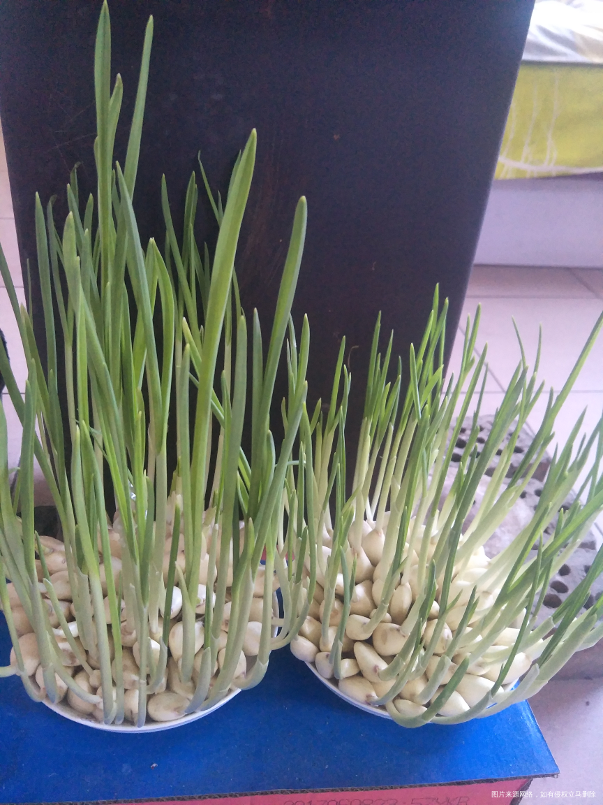 我种的大蒜终于能吃了