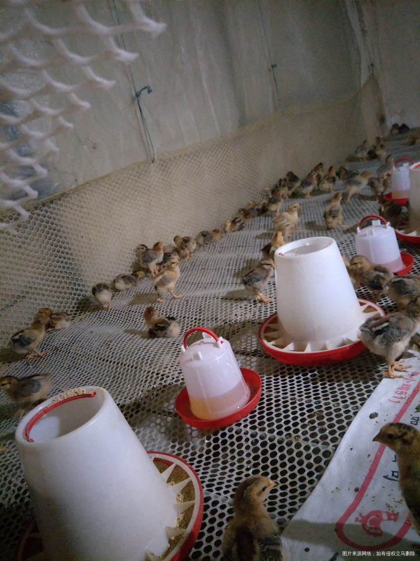 我家的小鸡宝宝长大了