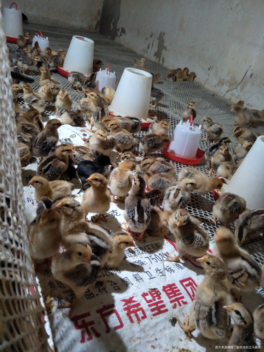 我家的小鸡宝宝长大了