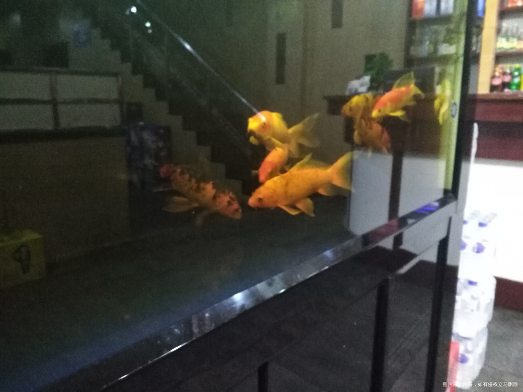 昨天晚上我们家里几个人出去吃了烤羊腿