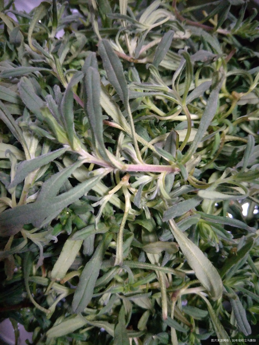 婆婆从田里挖的野菜,蒸出来很香我就吃了几口,不知道能不能吃