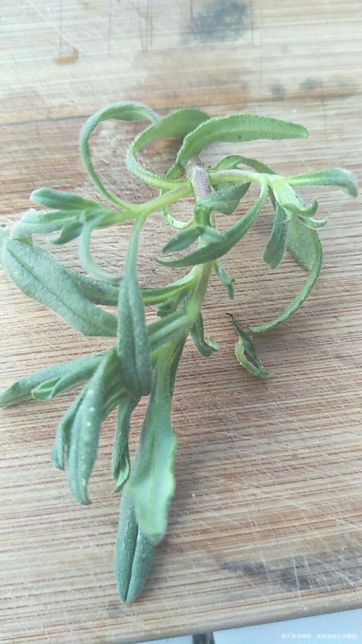 婆婆从田里挖的野菜,蒸出来很香我就吃了几口,不知道能不能吃