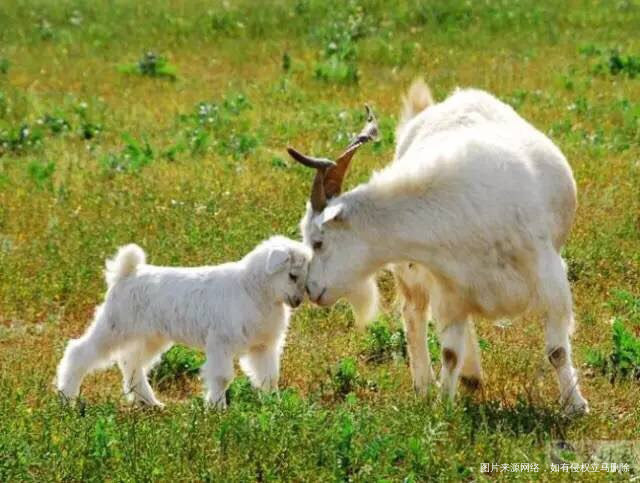 《爱是一种能量,是可以传递的能量》
