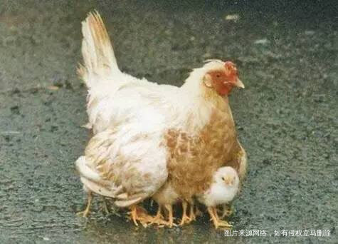 《爱是一种能量,是可以传递的能量》