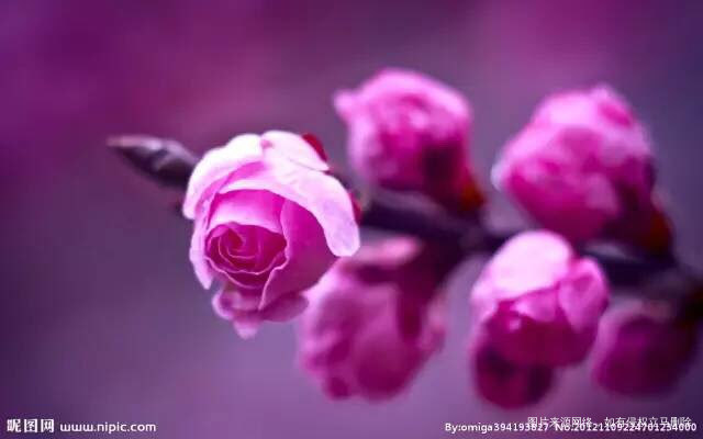 【哥哥,谢谢你给我的爱】