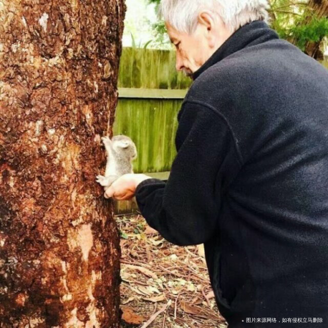好有爱呀看图片,小考拉