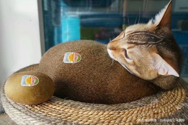 新西兰的猕猴桃你敢吃吗?