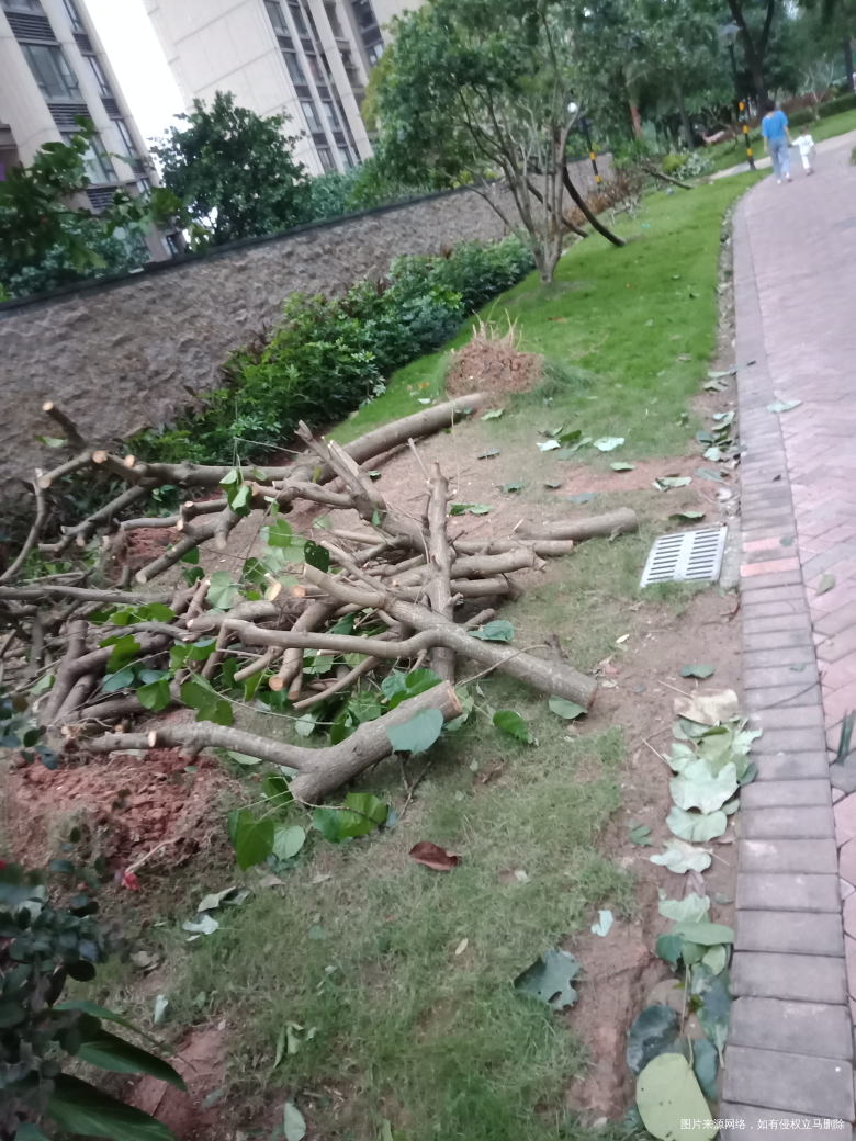 “山竹”过后景象,早上上班看见物业人员在清理