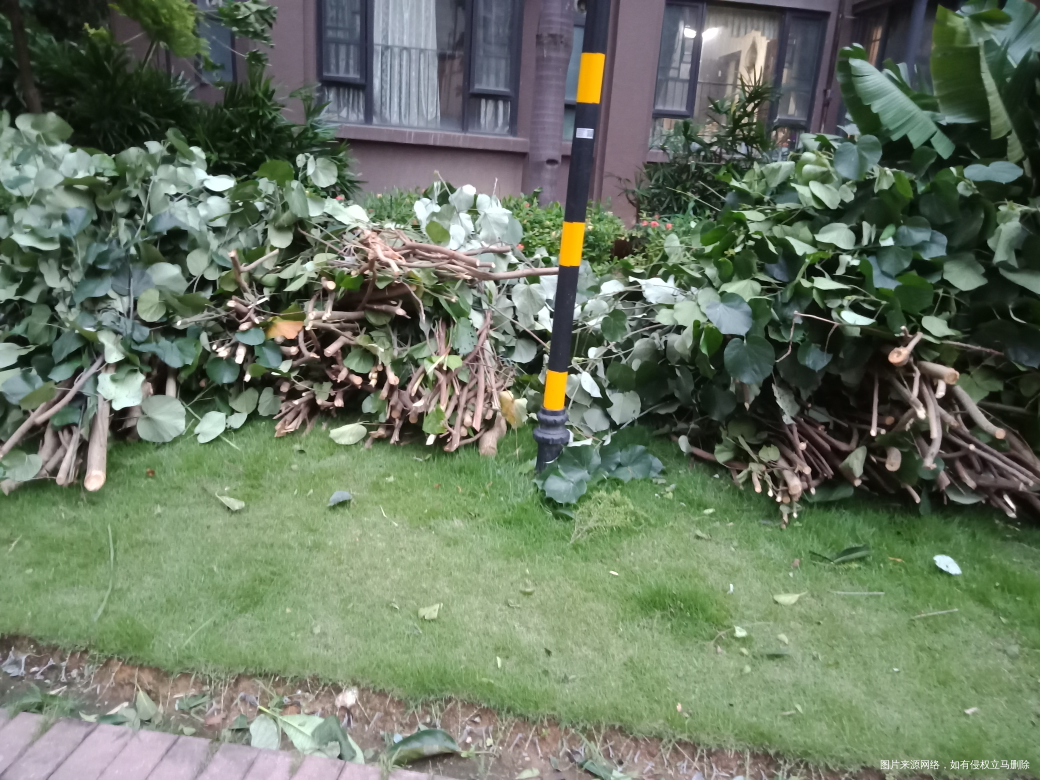 “山竹”过后景象,早上上班看见物业人员在清理