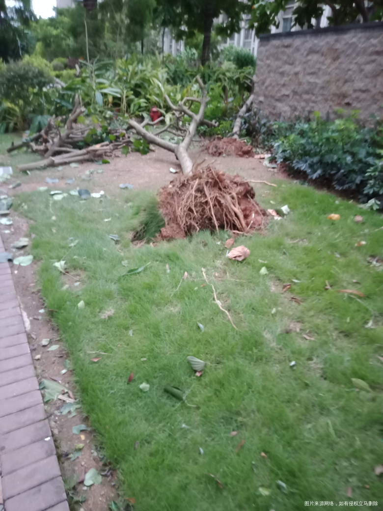 “山竹”过后景象,早上上班看见物业人员在清理