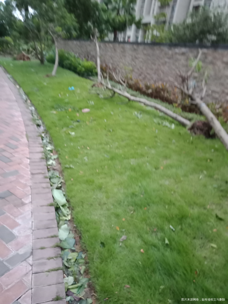 “山竹”过后景象,早上上班看见物业人员在清理