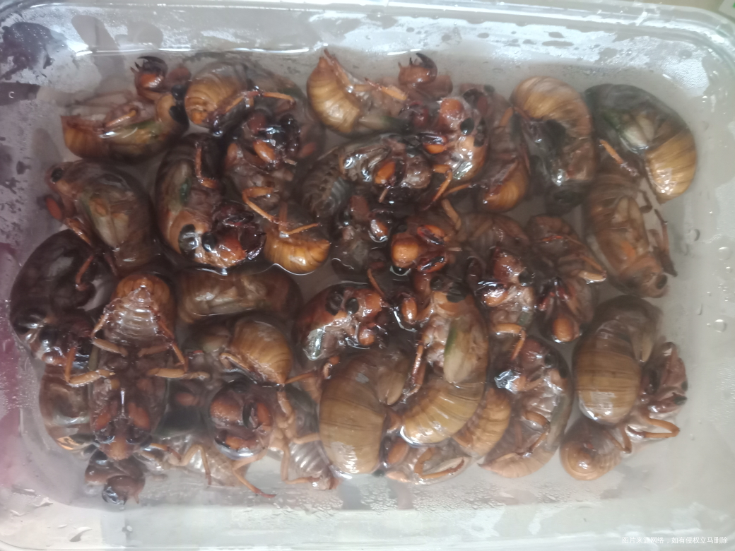 老姐又给的虾跟知了猴,可是