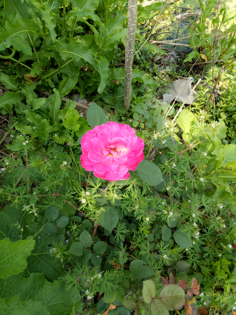 农村就是好啊,就这一朵花,旁边全是香味