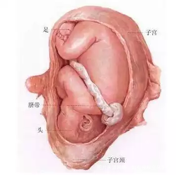 怀孕后，如果不想让宝宝的脐带绕颈的话，孕妈要改掉几个坏习惯。