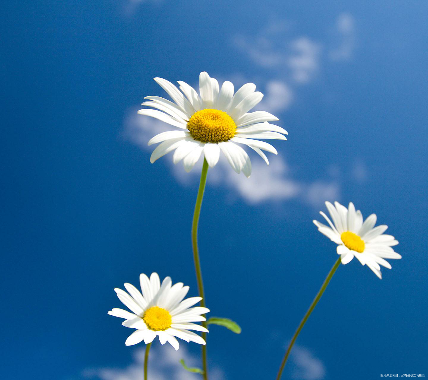 亲爱的宝贝,爸爸妈妈期待你的到来