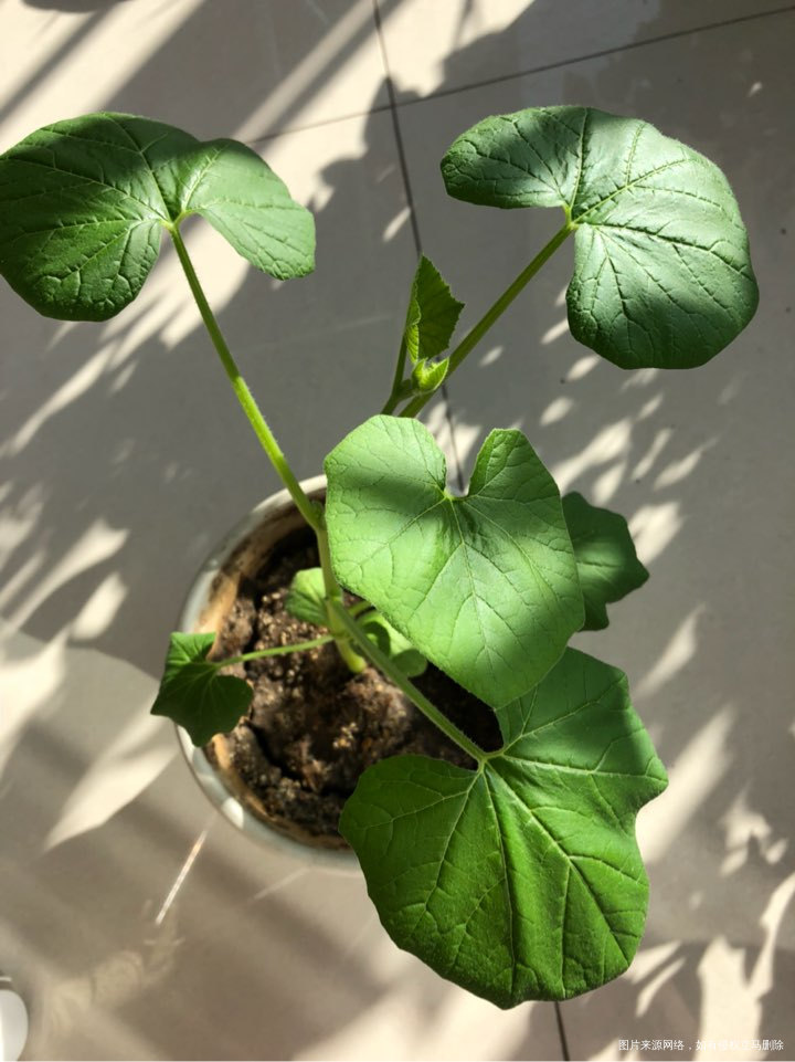 猜猜我老公种的这是什么?