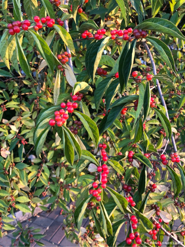 红红的,看着真好看,虽然我不知道这是什么。