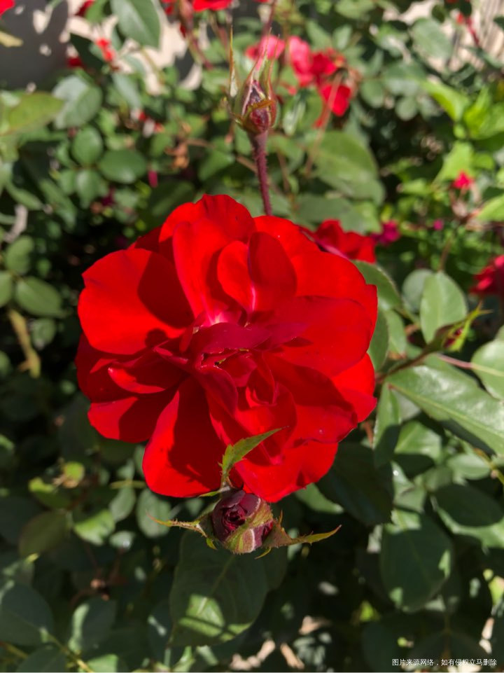 #成为达人的感悟#感谢各位好孕帮的姐妹们和工作人员