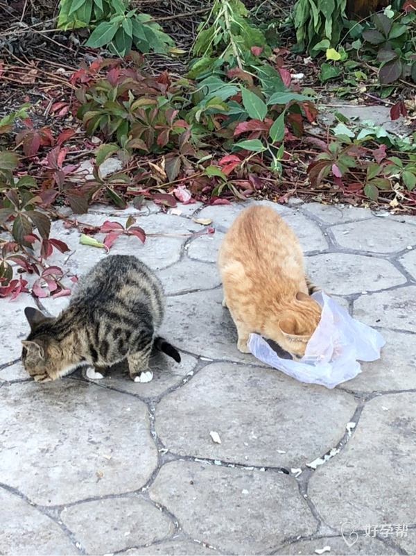 出来喂流浪猫来了,我的小可爱们!
