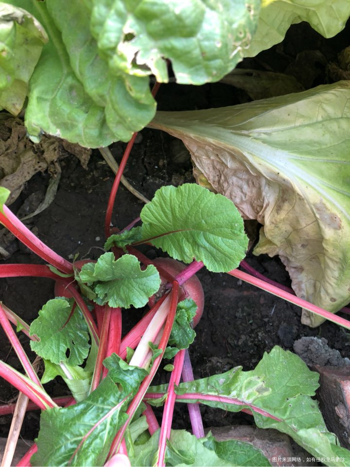 #感恩我的另一个爸爸妈妈#