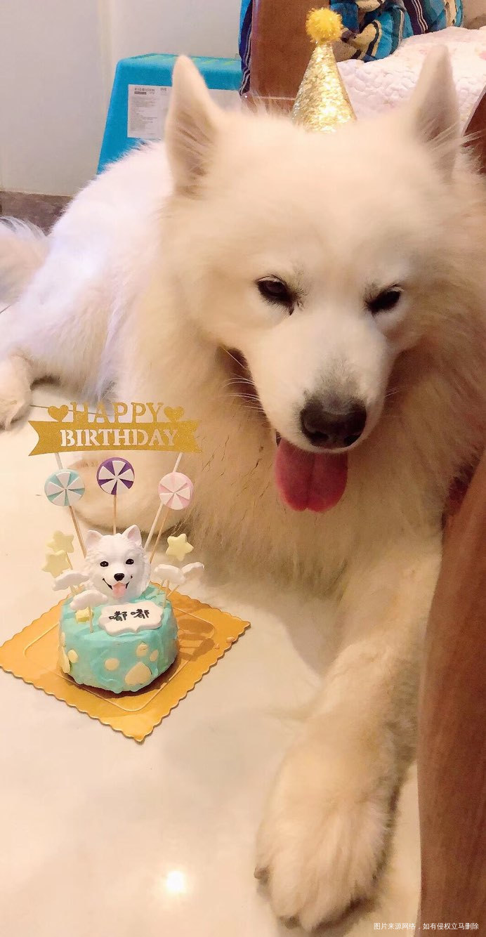 活得不如狗系列,连狗都有生日蛋糕!