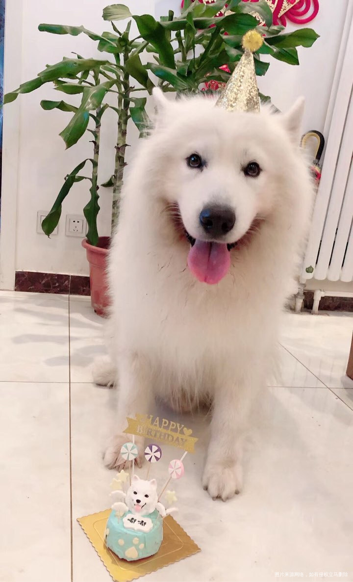 活得不如狗系列,连狗都有生日蛋糕!