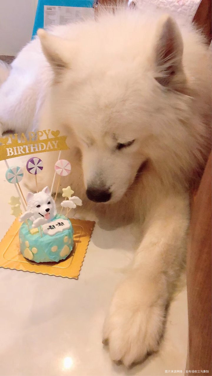 活得不如狗系列,连狗都有生日蛋糕!