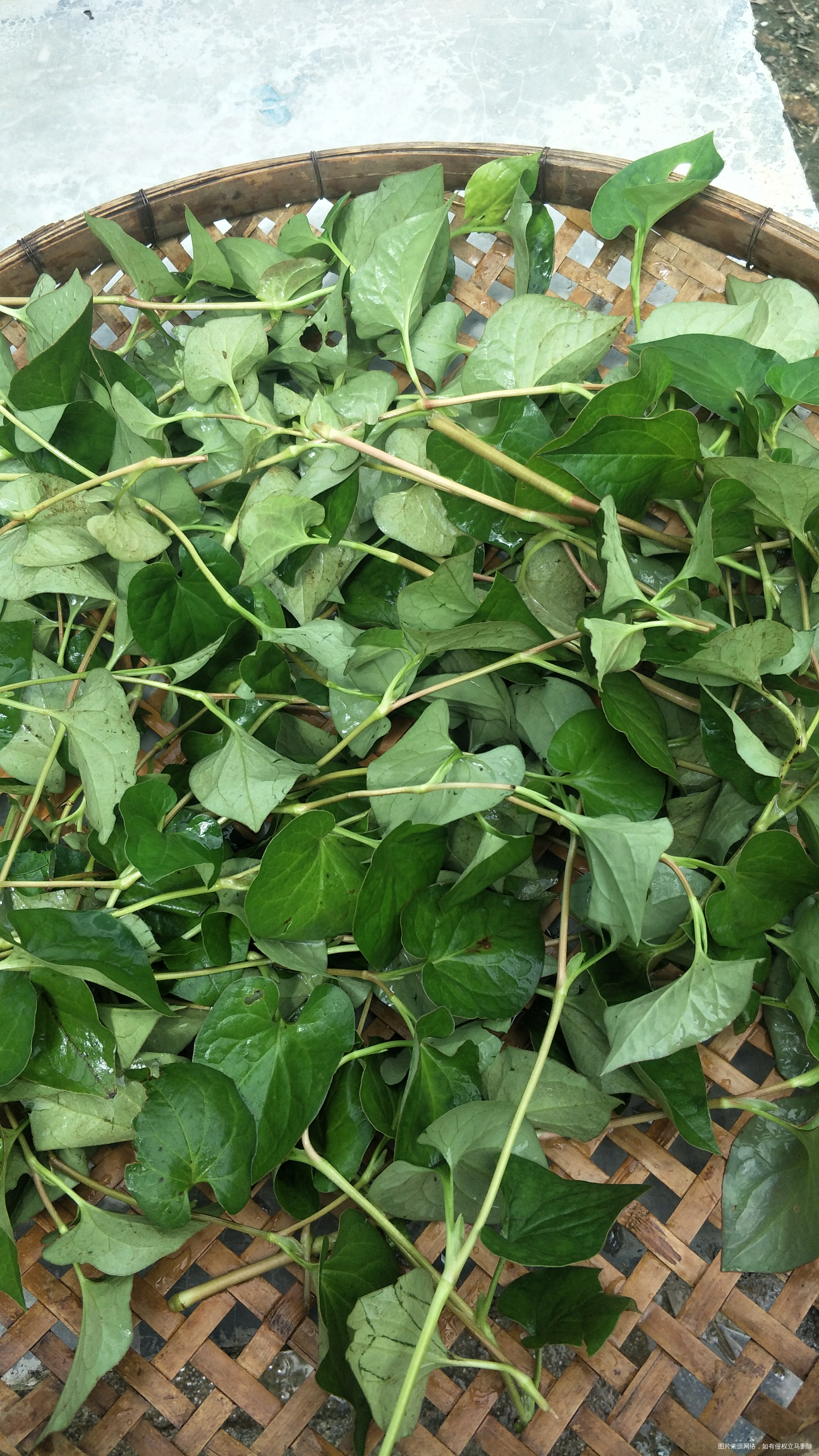 这几天感冒了,割点鱼腥草煲汤