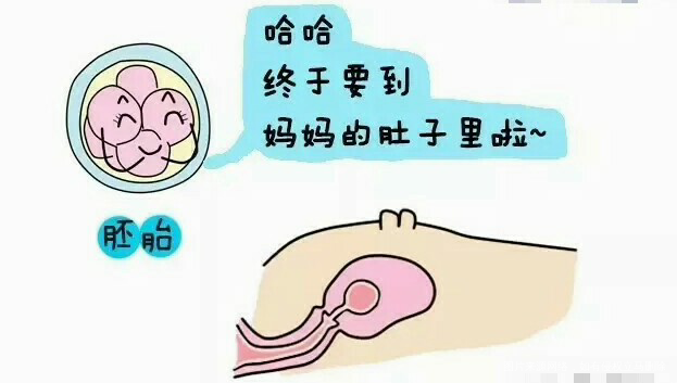 关于移植,鲜胚,冻胚,囊胚你想移哪个?