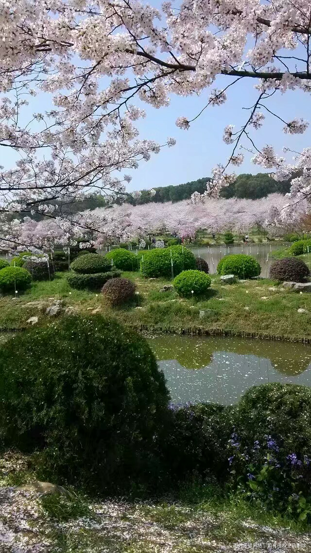 #我的家乡美景#+美丽江城(武汉)欢迎你