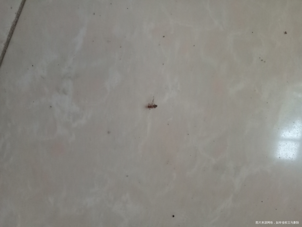 中午在大宝脖子上发现了一只蚂蚁