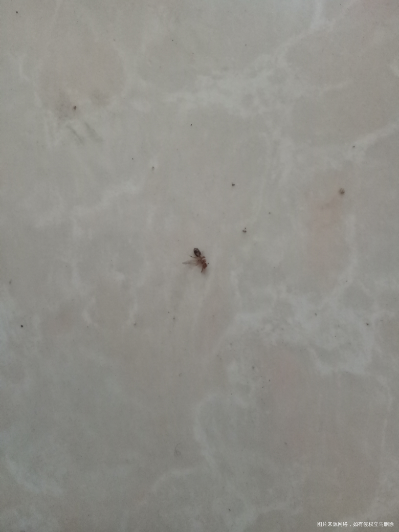 中午在大宝脖子上发现了一只蚂蚁