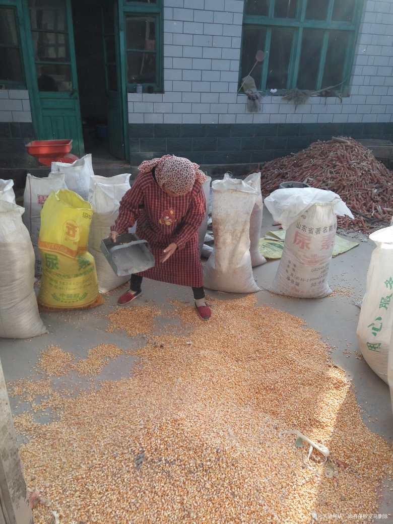 跟婆婆干了一天活,累并幸福着!