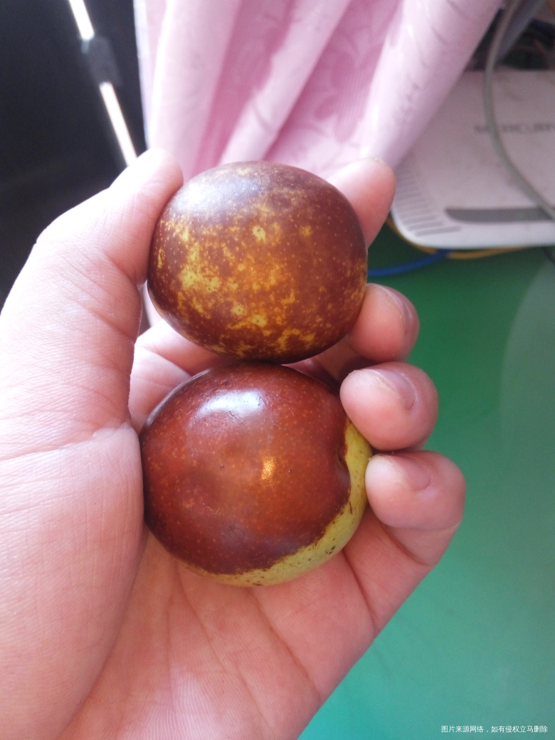 嘿嘿嘿,都来看看冬枣大不大啊?