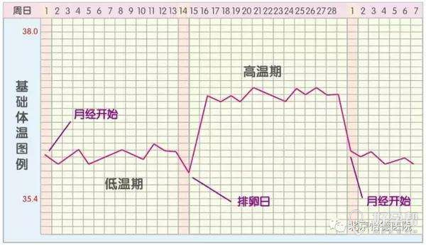 若无怀孕,黄体萎缩停止分泌孕激素,体温下降,回到基本线,月经来潮.