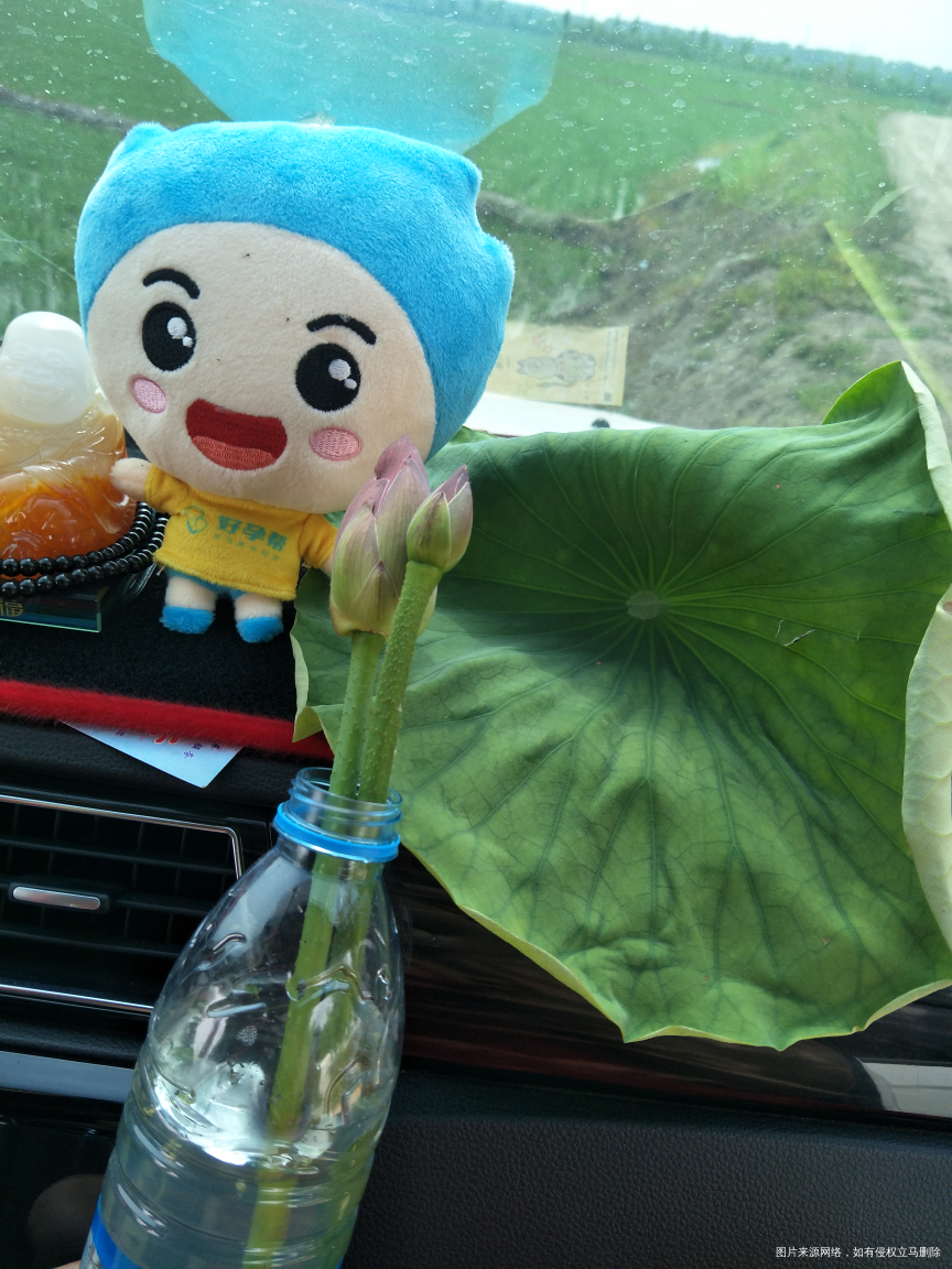 我们两口子今天又来钓鱼了,有荷花哦!