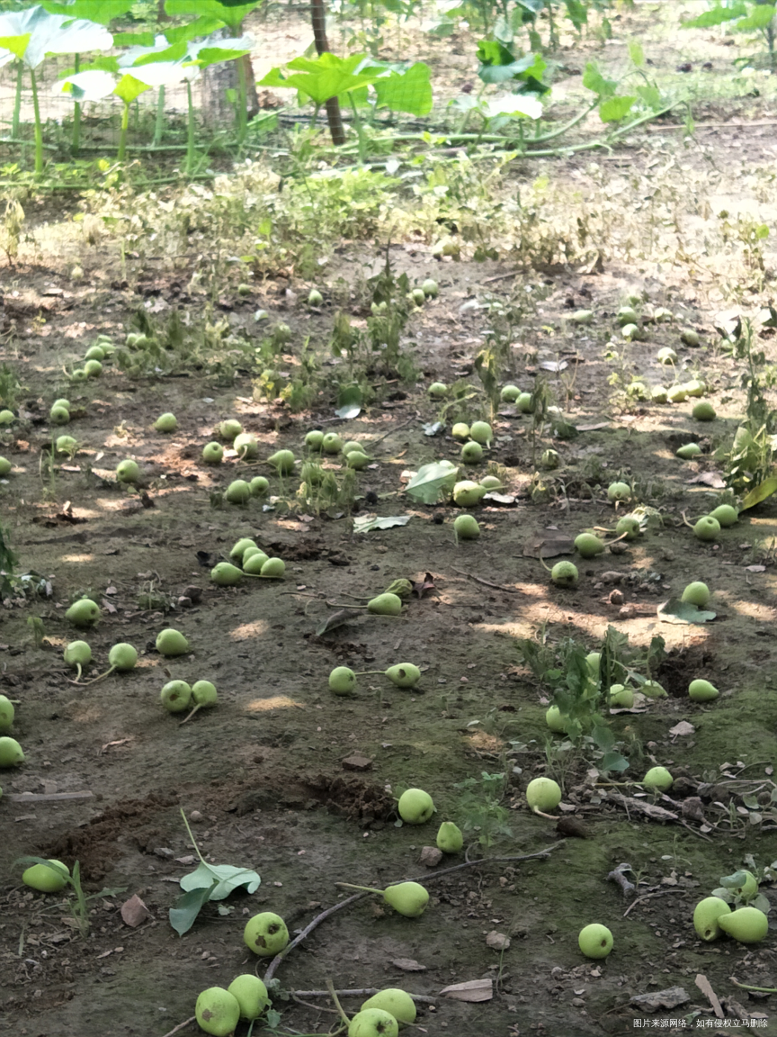 #给姐妹们介绍一下我家的梨树!#