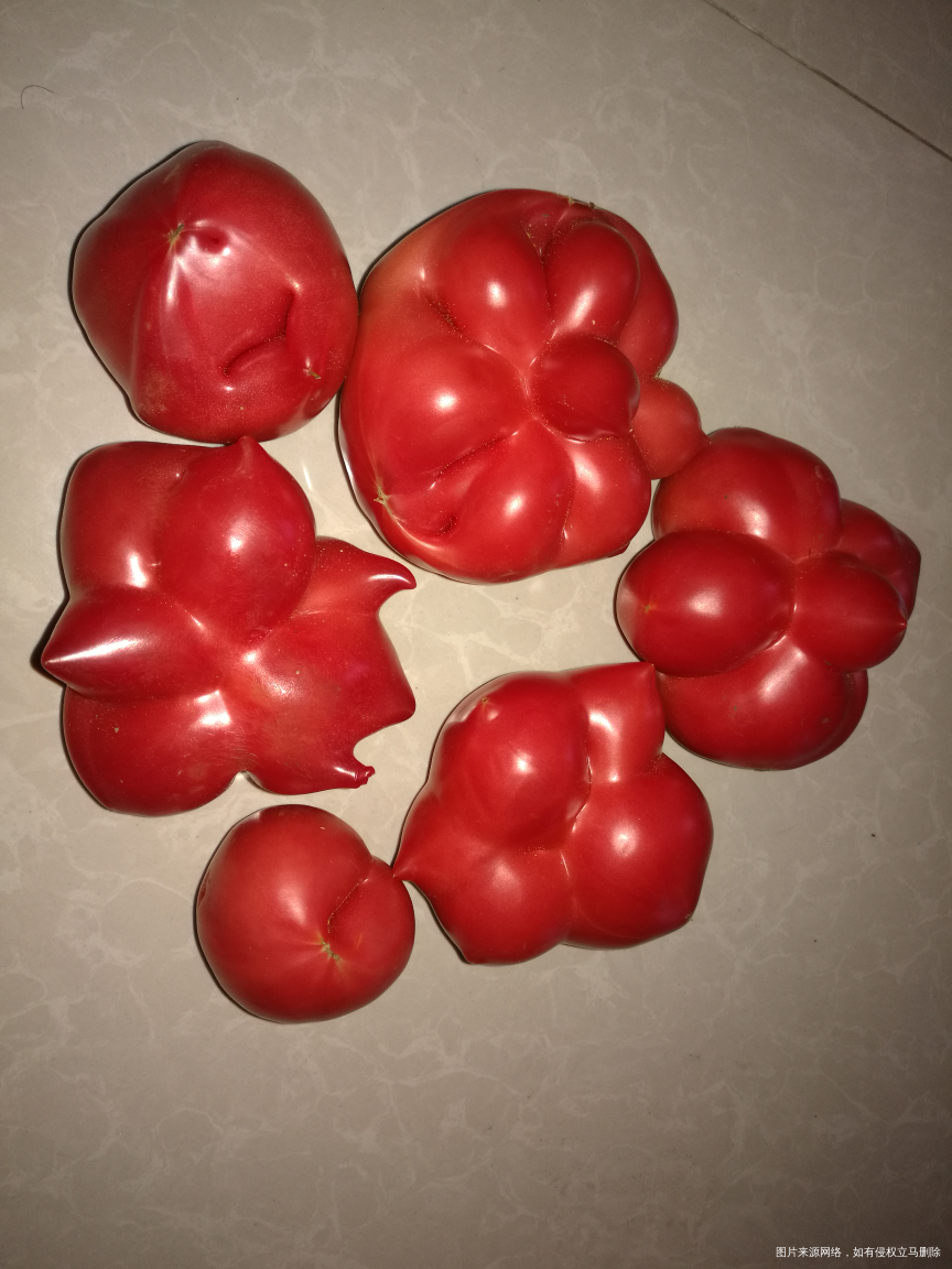 帮我看看这种西红柿能吃吗?