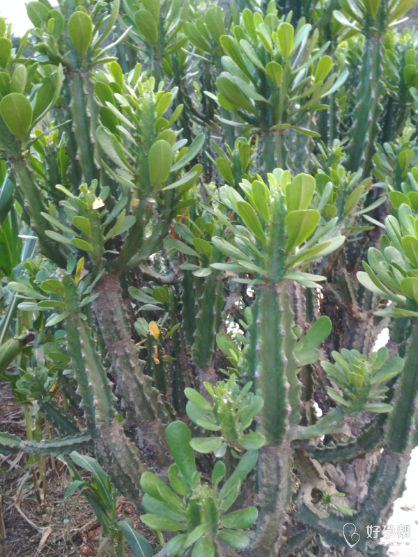 刚刚查了这种植物叫金刚纂