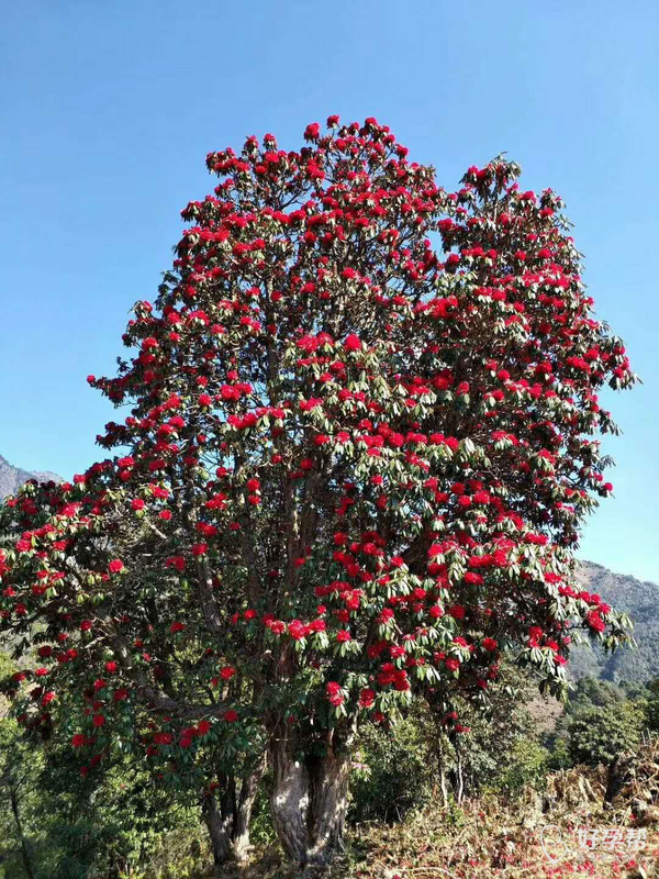 山上野生杜鹃花又开了,可惜没机会去看