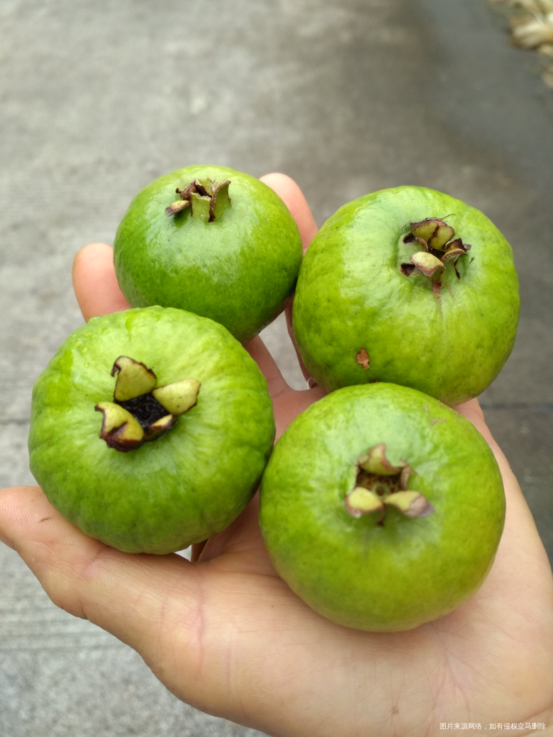 散步的路上,摘了几个红星果