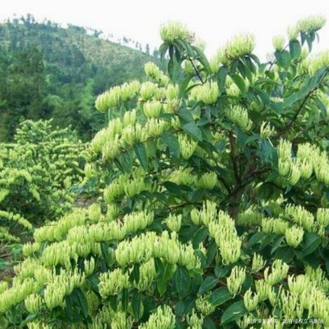我家爸妈种的金银花,每年都有新鲜的金银花茶喝