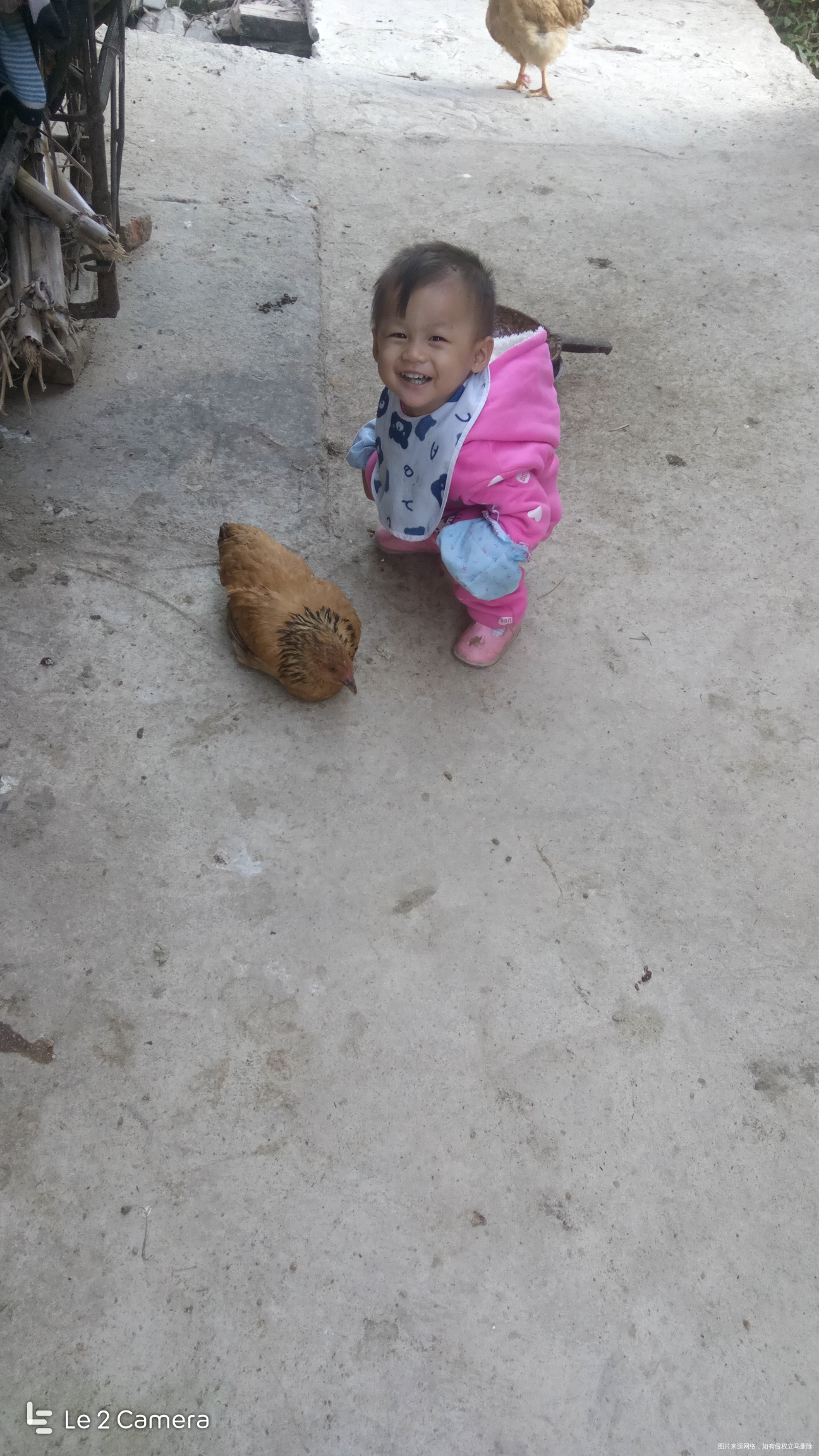 那鸡也真是傻,就在那里不动了
