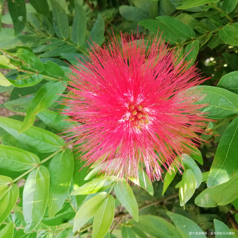 出去买,看到一种花🌸