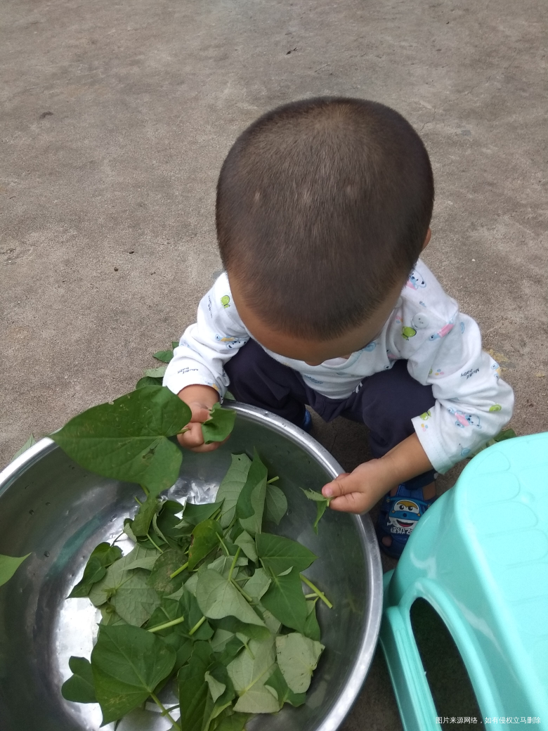 我在摘地瓜叶孩子在给我捣乱在娘家玩的都不睡觉