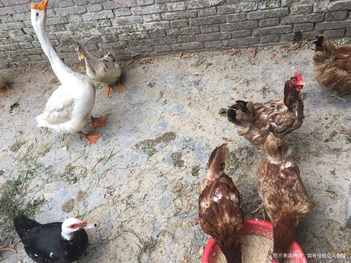 【婆婆,我想和你一起住下去】