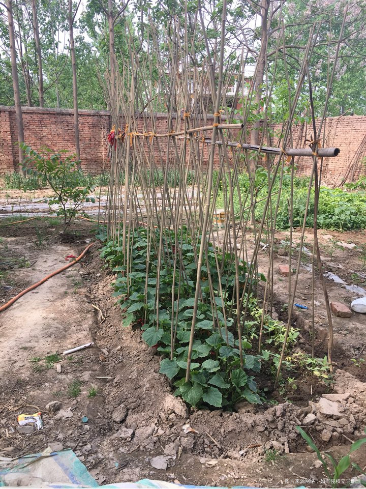 【婆婆,我想和你一起住下去】