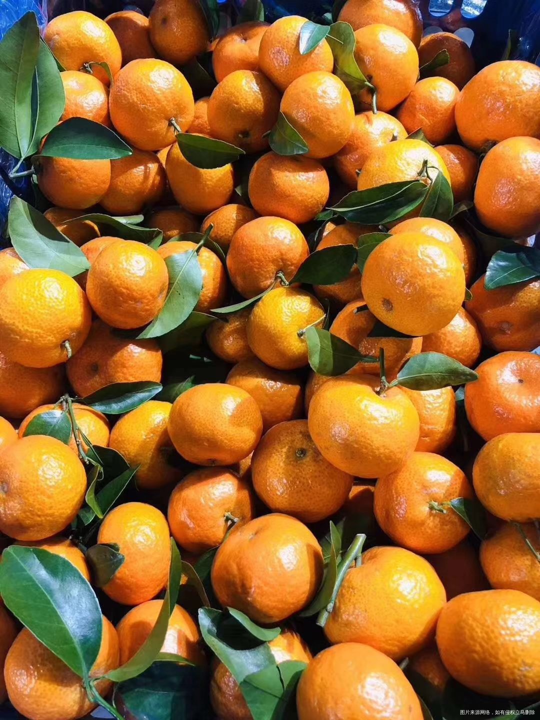 发现今年沙糖桔不仅好吃价格也好便宜10元4斤
