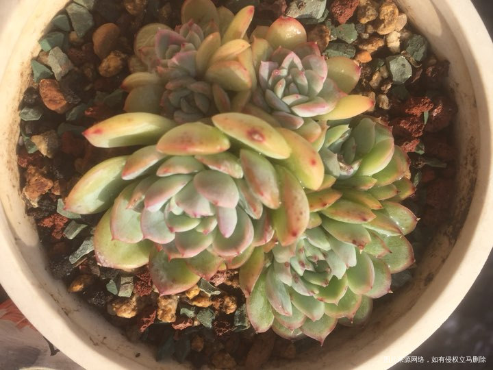 多肉是我眼中最美的风景