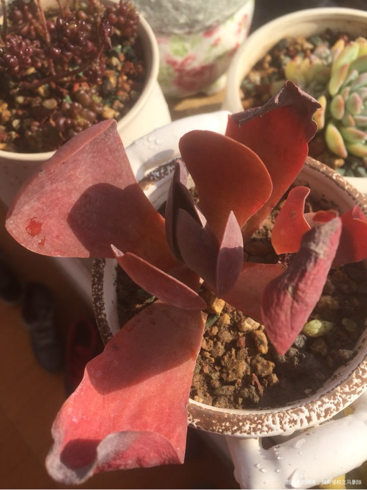 多肉是我眼中最美的风景